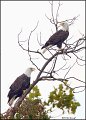 _1SB0655 bald eagle